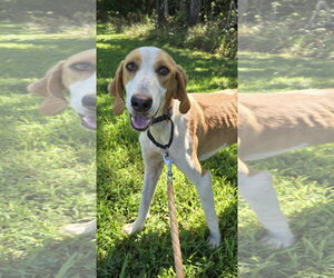 Mutt Dogs for adoption in Rustburg, VA, USA