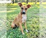 Small #1 Labrador Retriever Mix