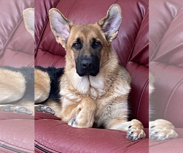 Medium Photo #69 German Shepherd Dog Puppy For Sale in LA FAYETTE, NY, USA