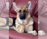 Small Photo #69 German Shepherd Dog Puppy For Sale in LA FAYETTE, NY, USA
