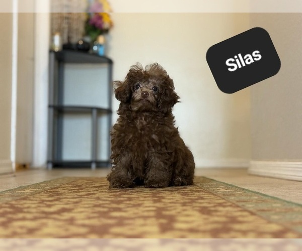 Medium Photo #3 Poodle (Toy) Puppy For Sale in TUCSON, AZ, USA