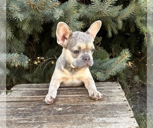 French Bulldog Puppy for sale in MIDDLEBURY, IN, USA