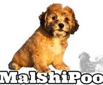 Small #4 Maltipoo-Shih Tzu Mix