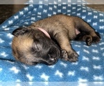 Small Photo #303 Belgian Malinois Puppy For Sale in REESEVILLE, WI, USA