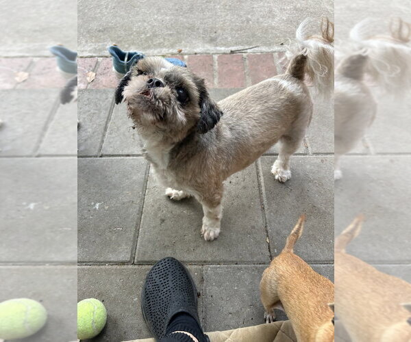 Medium Photo #4 Shih Tzu Puppy For Sale in San Diego , CA, USA
