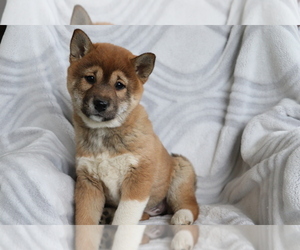 Shiba Inu Puppy for sale in SHILOH, OH, USA