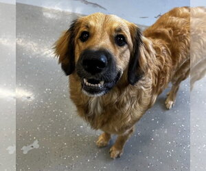 Great Pyrenees-Unknown Mix Dogs for adoption in Wheaton, IL, USA