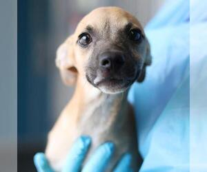 Mutt Dogs for adoption in San Antonio, TX, USA
