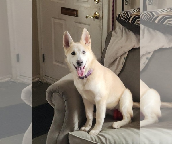 Medium Photo #4 Alaskan Malamute-German Shepherd Dog Mix Puppy For Sale in Clinton , MI, USA