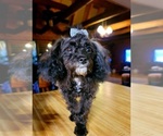 Small Photo #6 Bolonoodle Puppy For Sale in DARDANELLE, AR, USA