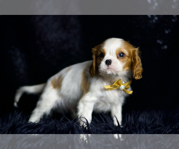 Medium Photo #7 Cavalier King Charles Spaniel Puppy For Sale in WARSAW, IN, USA