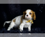 Small #6 Cavalier King Charles Spaniel