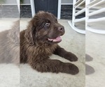 Small #3 Newfoundland