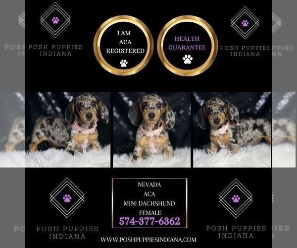 Medium Photo #2 Dachshund Puppy For Sale in WARSAW, IN, USA