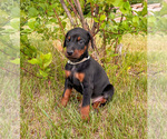 Small Photo #15 Doberman Pinscher Puppy For Sale in CHEYENNE, WY, USA