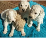 Small Photo #9 Goldendoodle Puppy For Sale in KERNERSVILLE, NC, USA