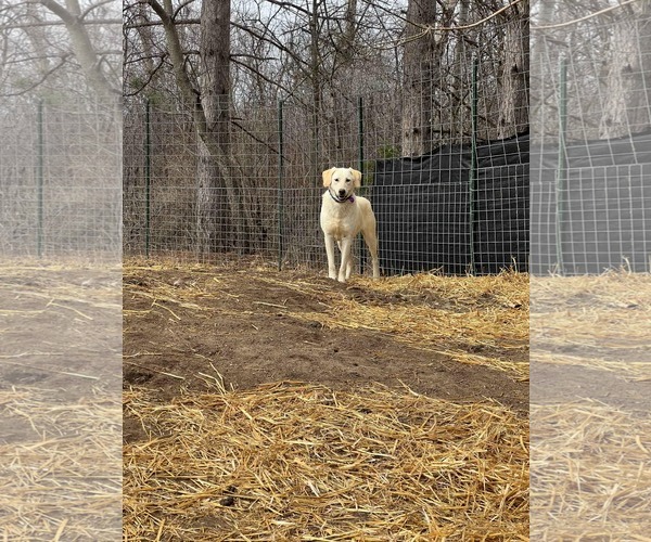 Medium Photo #6 Labrador Retriever-Unknown Mix Puppy For Sale in Minneapolis, MN, USA