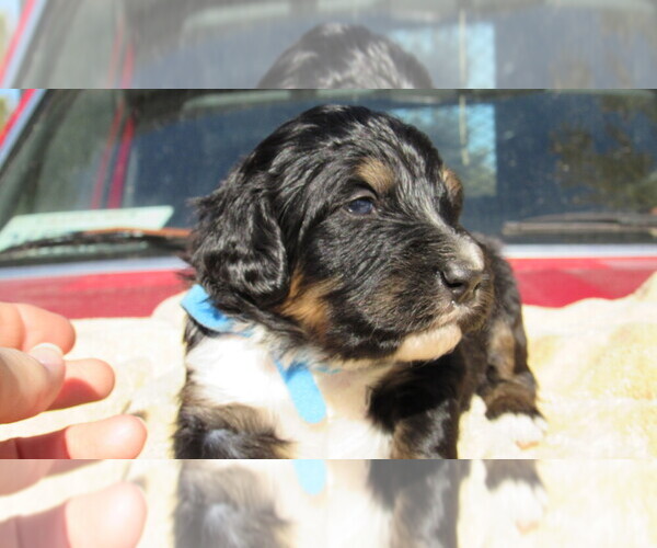 Medium Photo #2 Bernedoodle Puppy For Sale in BIG ROCK, IL, USA
