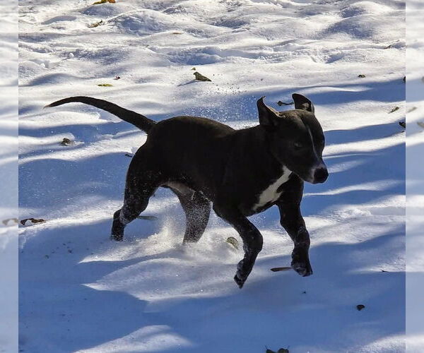 Medium Photo #8 American Pit Bull Terrier-Unknown Mix Puppy For Sale in Oakhurst, NJ, USA