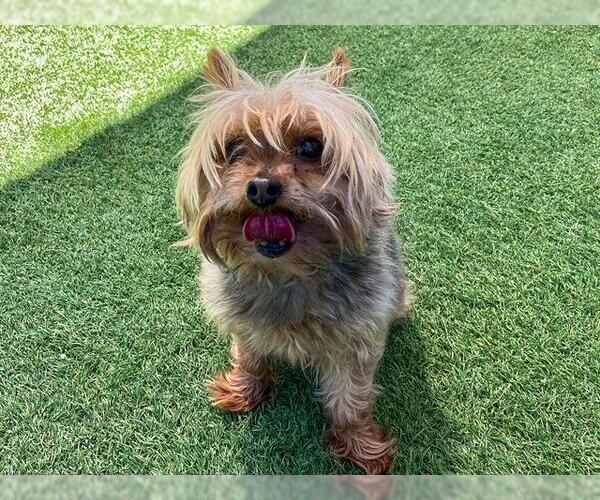 Medium Photo #1 Mutt Puppy For Sale in Orange, CA, USA