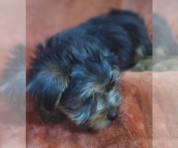 Medium Photo #10 Yorkshire Terrier Puppy For Sale in AKRON, OH, USA