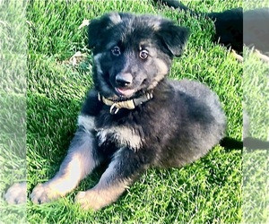 German Shepherd Dog Puppy for Sale in BRIGHTON, Colorado USA