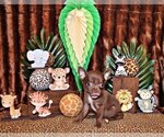 Small Photo #69 Chihuahua Puppy For Sale in CHARLESTON, AR, USA