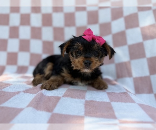 Medium Photo #2 Yorkshire Terrier Puppy For Sale in LAKELAND, FL, USA