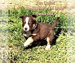 Small Photo #46 Border Collie Puppy For Sale in BYBEE, TN, USA