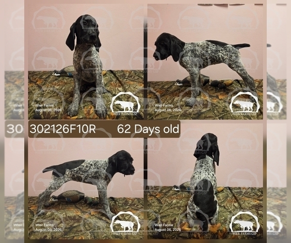 Medium Photo #1 German Shorthaired Pointer Puppy For Sale in MOYIE SPRINGS, ID, USA