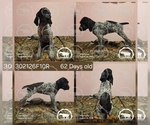 Puppy Girl 302126F10R German Shorthaired Pointer