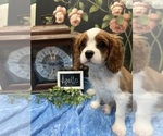 Small #1 Cavalier King Charles Spaniel
