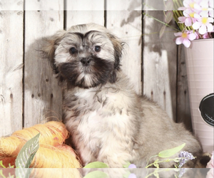 Zuchon Puppy for sale in MOUNT VERNON, OH, USA
