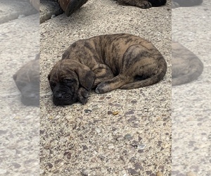 Mastiff Puppy for sale in SPRING VALLEY, MN, USA