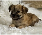 Small #1 Morkie