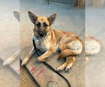 Small #2 German Shepherd Dog