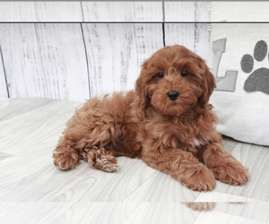 Cavapoo Puppy for sale in MARIETTA, GA, USA