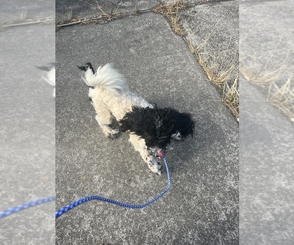 Medium Photo #1 Miniature Bernedoodle Puppy For Sale in VENETA, OR, USA