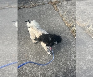 Miniature Bernedoodle Dog for Adoption in VENETA, Oregon USA
