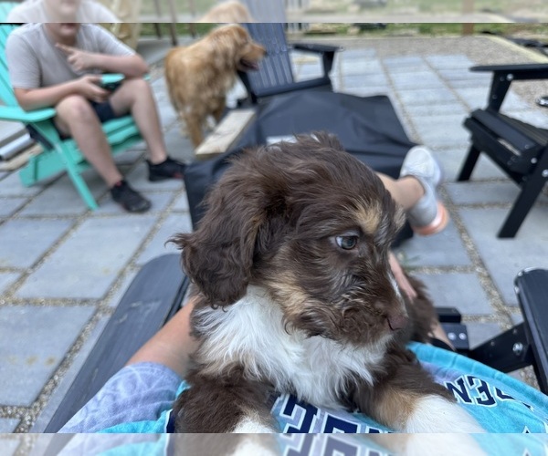 Medium Photo #8 Aussiedoodle-Bernedoodle Mix Puppy For Sale in LOGAN, OH, USA