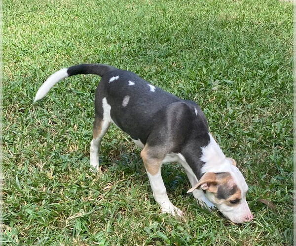 Medium Photo #2 Mutt Puppy For Sale in Canton, CT, USA