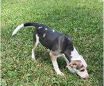 Small #1 Mutt