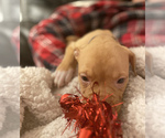 Small Photo #1 Olde English Bulldogge Puppy For Sale in SOMERS, CT, USA