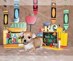 Small #2 Chihuahua
