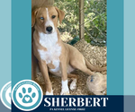Small #2 Beagle-Catahoula Leopard Dog Mix