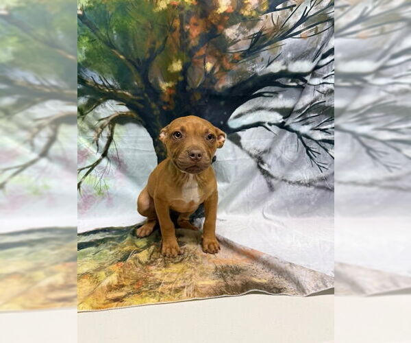 Medium Photo #3 American Pit Bull Terrier-Unknown Mix Puppy For Sale in Wetumpka, AL, USA