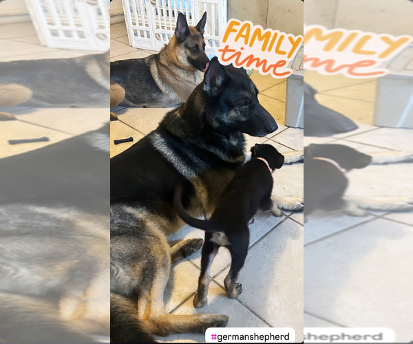 Medium Photo #1 German Shepherd Dog Puppy For Sale in WINDERMERE, FL, USA