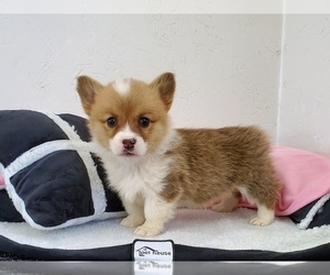 Pembroke Welsh Corgi Puppy for sale in CLARK, MO, USA