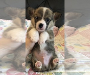 Medium Pembroke Welsh Corgi