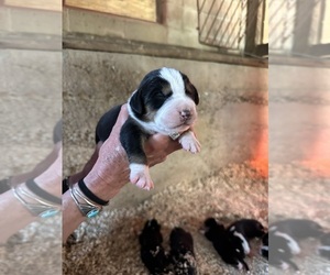 Bernese Mountain Dog-Treeing Walker Coonhound Mix Puppy for sale in BOONVILLE, IN, USA